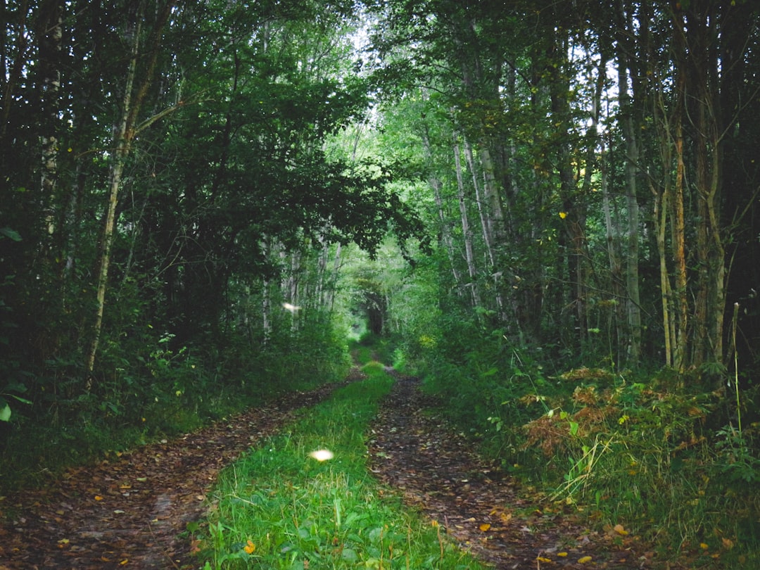 Photo Mysterious forest