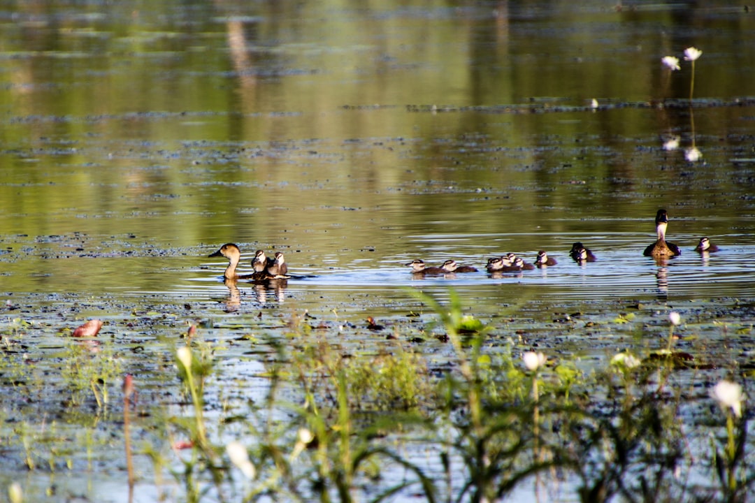 Photo Duckling, pond